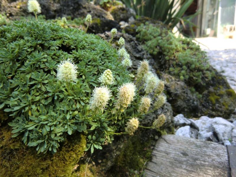 PETROPHYTUM caespitosum -петрофитум, скална спирея (1293)